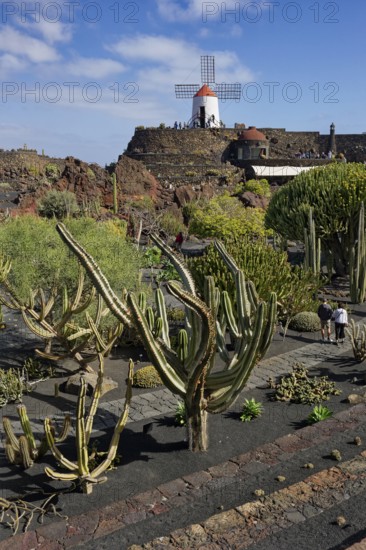 Cactus garden, Jardin de Cactus, designed by the artist César Manrique, behind the restored gofio