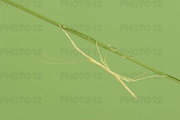 Pink Winged Stick Insect or Winged Stick Insect (Sipyloidea chlorotica, Sipyloidea sipylus), nymph,