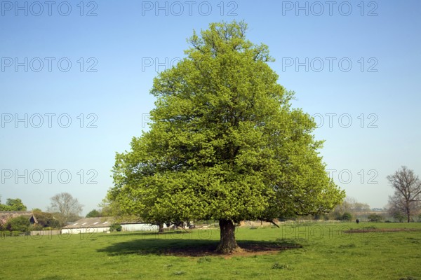 Tilia X europaea Common Lime tree, Sutton, Suffolk, England, United Kingdom, Europe