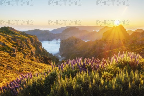 View from Pico do Arieiro of mountains over clouds with Pride of Madeira flowers and blooming