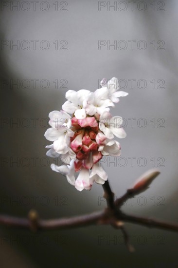 Flowering snowball, winter, Germany, Europe