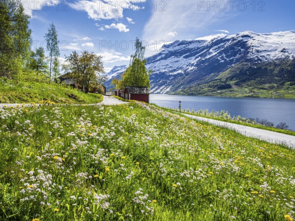 View of snow-covered mountains, fjord and apple trees in bloom, spring, Hardangerfjord near