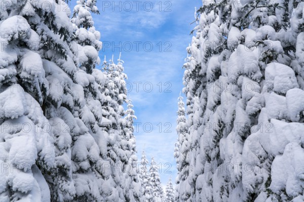 Winter in Sauerland, Hochsauerlandkreis, at Kahler Asten, near Winterberg, few tourists, visitors,