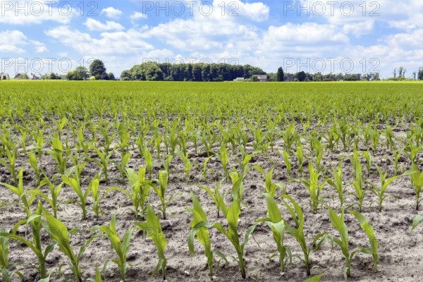 Field with plants of young corn (Zea mays) young maize plants growing on maize field, visible