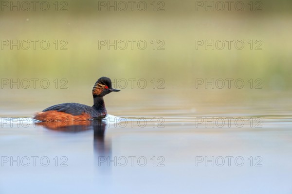 Black-necked grebe (Podiceps nigricollis), swimming in the water, Hides de El Taray / Floating Hid,