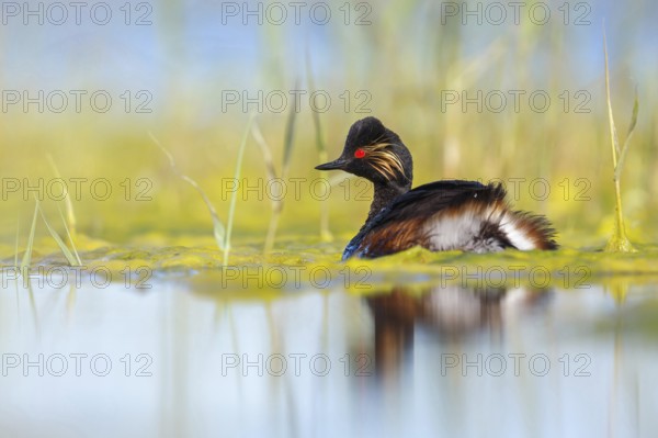 Black-necked grebe (Podiceps nigricollis), swimming in the water, Hides de El Taray / Floating Hid,