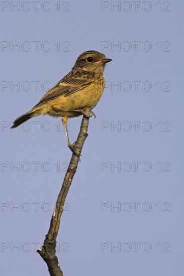 Stonechat, (Saxicola torquata), foraging, female, Bad Dürkheim district, Eich,