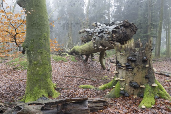 Old copper beeches (Fagus sylvatica) with tinder fungus (Fomes fomentarius) in the fog, Emsland,
