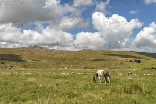 Pony in the countryside near Merrivale, Dartmoor, Devon, England, Great Britain