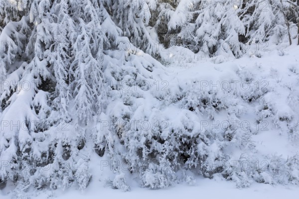 The crystals of hoarfrost look like lace on the snow-covered fir branches, winter landscape on the