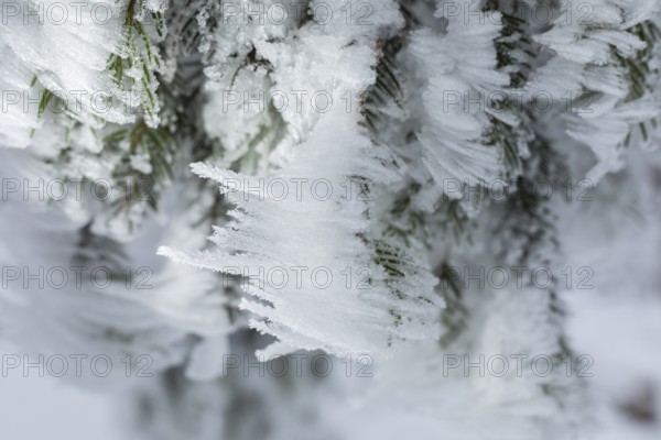 Spruce branch with hoarfrost formed by the wind, enchanted winter forest at Czorneboh, Upper