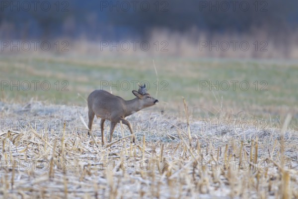 Roe deer (Capreolus capreolus) adult male buck in a frosty farmland field with a piece of plastic