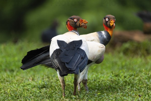 King vulture (Sarcoramphus papa), cock, vulture birds (Aegypiinae), Laguna del Lagarto Lodge,