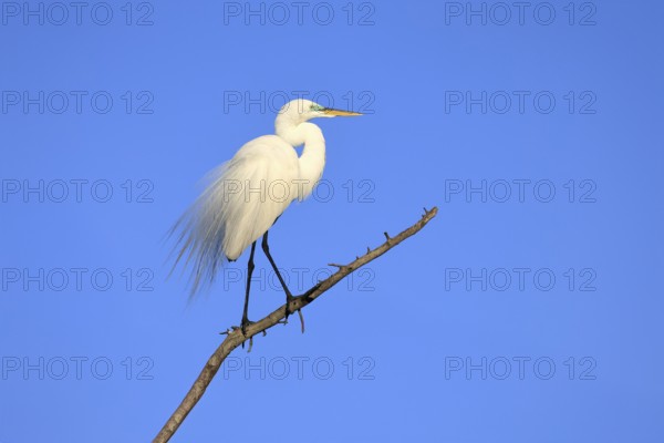 Great Egret (Ardea alba), adult, breeding plumage, decorative feathers, perch, St. Augustine,