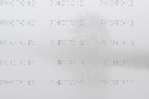Alder trees (Alnus glutinosa) at a body of water in fog, Emsland, Lower Saxony, Germany, Europe