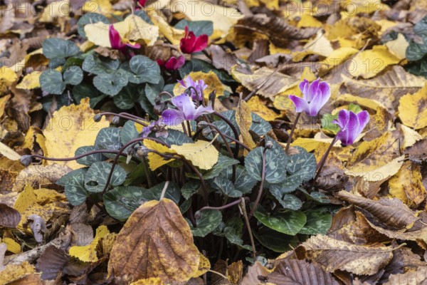 Cyclamen (Cyclamen neopolitanum) in fallen leaves, Emsland, Lower Saxony, Germany, Europe