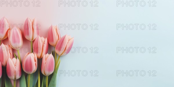 Pink tulips spring flowers on pastel background with copy space. KI generiert, generiert AI