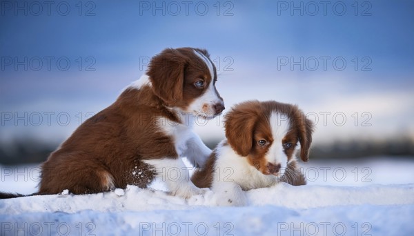 KI generated, dog, dogs, puppy, one, two, three, play, snow, winter, autumn leaves, blue sky,