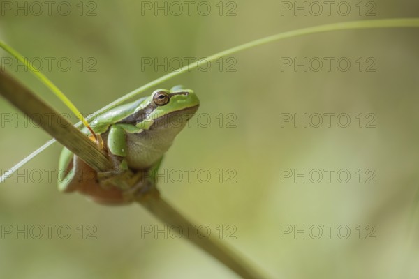 Common Tree Frog (Hyla arborea) sitting in the vegetation at the edge of the forest.Bas rhin,