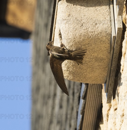 Common swift (Apus apus), adult bird at entrance of its nest, which is one of a row of artificial