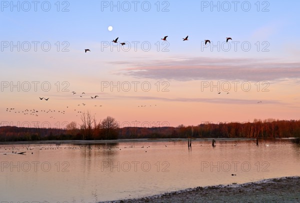 White-fronted goose (Anser albifrons), a flock of wild geese flies in the dawn in front of the full