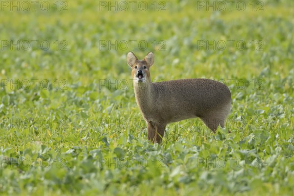 Chinese water deer (Hydropotes inermis) adult animal barking in a farmland field, England, United
