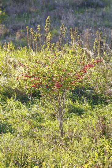 Common spindle bush (Euonymus europaeus), European or common peacock, peacock cap, peacock cap with