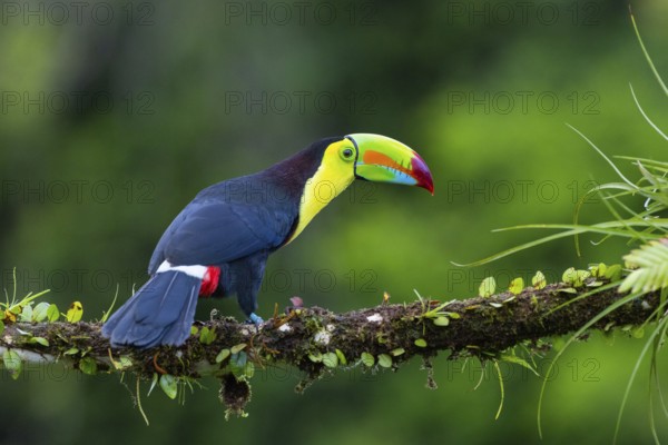 Fishing Toucan (Ramphastos sulfurantus), Toucans (Ramphastidae), Laguna del Lagarto Lodge,