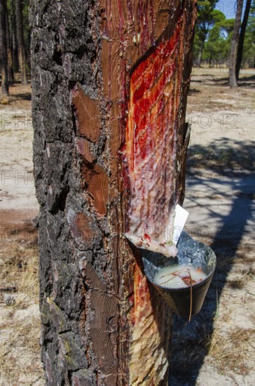 Pine, tree, resin, tree resin, forest, Spain, Europe