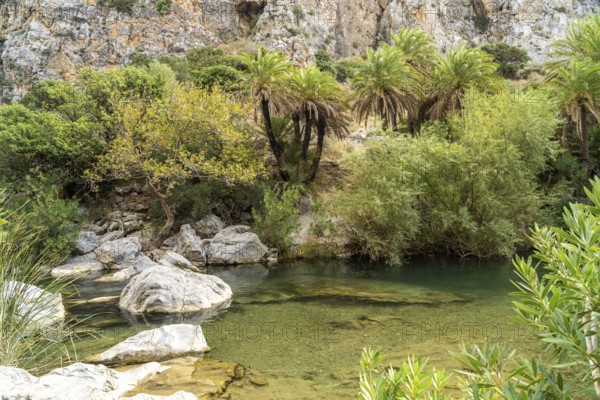 Phoenix theophrasti palms and the river Megalopotamos in the gorge of Preveli, Crete, Greece,
