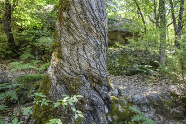 Twisted tree trunk, Grés d'Annot sandstone labyrinth hike, Alpes-de-Haute-Provence, France, Europe