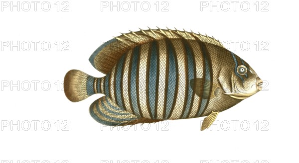 Fish, Fishes, Genus Banded butterflyfish, Butterflyfish, Chaetodon fasciatus, Striped