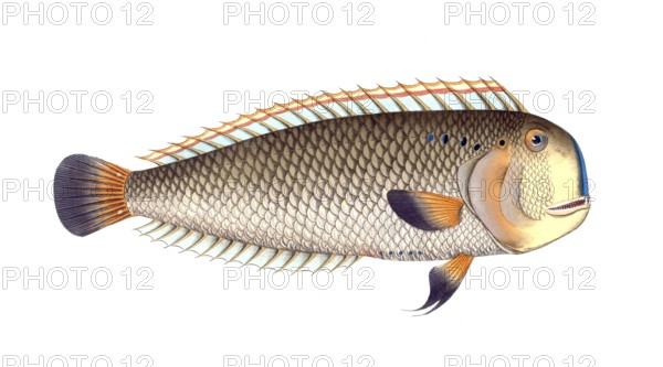 Fish, Fishes, Coryphaena pentadactyla, Manis pentadactyla, Six-eye, Pompano dolphinfish, Chinese