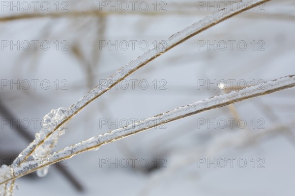 Blades of grass in the snow covered with ice from freezing rain