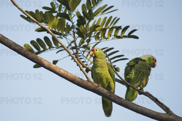 Red-fronted Amazon (Amazona autumnalis), Costa Rica, Central America