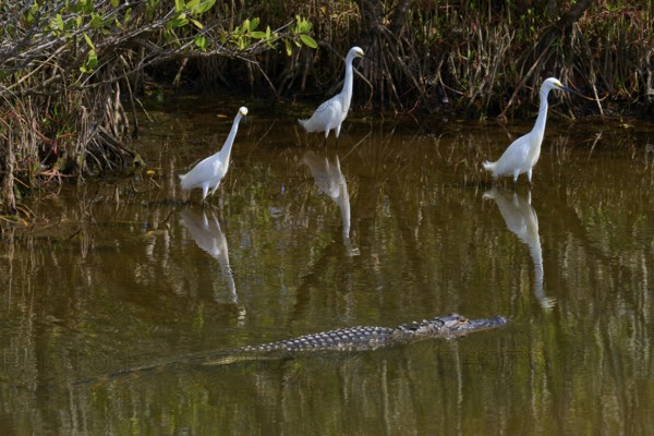 Great Egret (Egretta thula), three birds and American Alligator (Alligator mississippiensis) in the