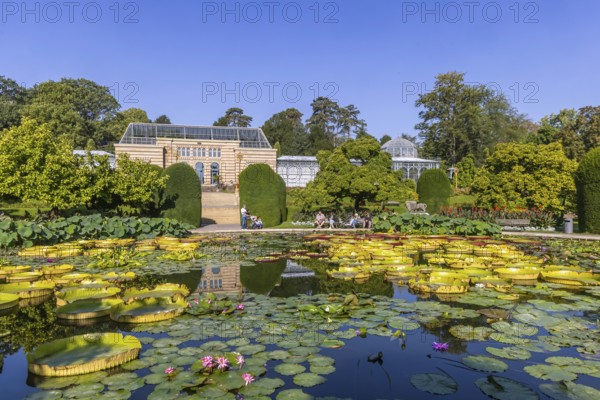 Water lily pond in the Zoological-Botanical Garden, Moorish Garden of the Zoo, Stuttgart,