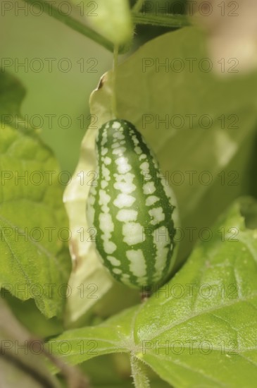 Mexican mini cucumber (Zehneria scabra, Melothria scabra), cucumber on the plant, useful plant,