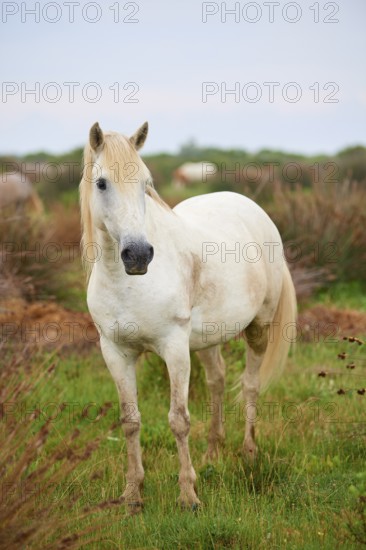 A white Camargue horse stands in a green meadow, surrounded by natural landscape and radiates