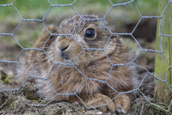 European brown hare (Lepus europaeus) juvenile baby leveret behind a wire fence, Suffolk, England,