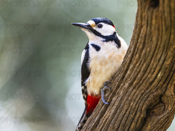 Great Spotted Woodpecker, Dendrocopos major, bird in forest at winter sun