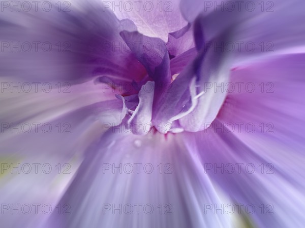 Althaea officinalis, rose mallow, shrub mallow, garden mallow, Syrian mallow, Sharon rose, festive