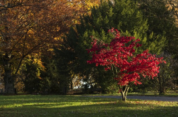 Red coloured leaves of a maple, maple tree, shines in autumn, park, park landscape, autumn
