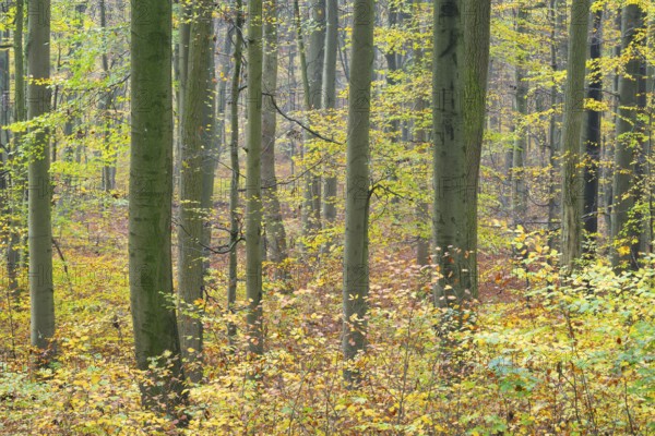 Near-natural deciduous forest in autumn with colourful leaves, copper beech (Fagus sylvatica),