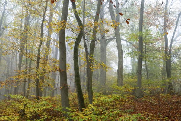 Near-natural deciduous forest in autumn with colourful leaves, copper beech (Fagus sylvatica), fog
