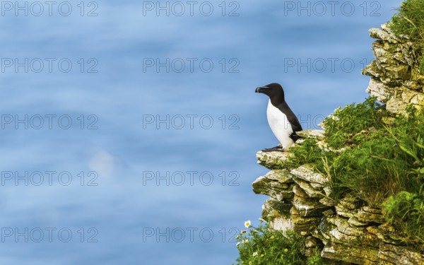Razorbill, Alca Torda, birds on cliffs, Bempton Cliffs, North Yorkshire, England, United Kingdom,