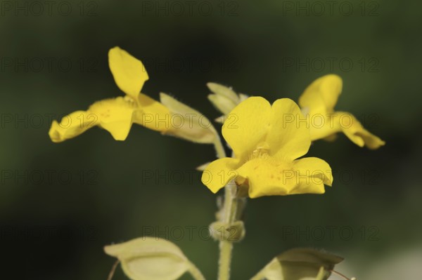 Common monkey-flower (Mimulus guttatus), flowers, ornamental plant, native to North America