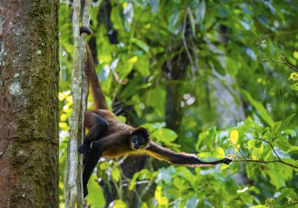 Geoffroy's spider monkey (Ateles geoffroyi) climbing a tree in the jungle, Tortuguero National