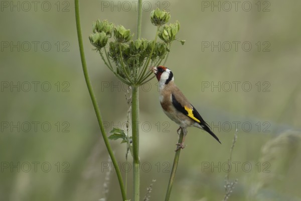European goldfinch (Carduelis carduelis) adult bird feeding on a Hogweed seedhead, Lincolnshire,