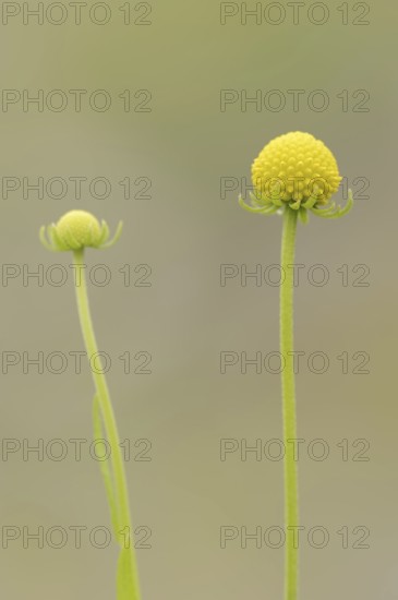 Gummy bear flower or pineapple flower (Cephalophora aromatica, Helenium aromaticum), flowers,
